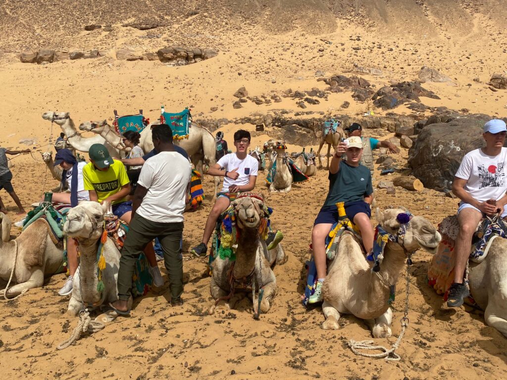 camellos en Egipto